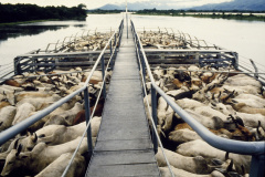 Exposição fotográfica retrata ecossistema e população do Pantanal