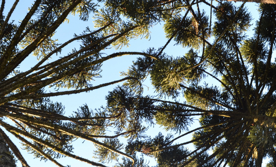 Exposição Contemplando o PR Exposição Contemplando o PR